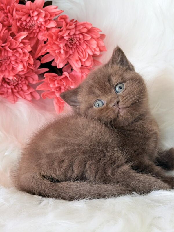 Emma British Shorthair