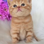 Enzo-male-British-Shorthair-cat-puppy-for-sale-1 (1)
