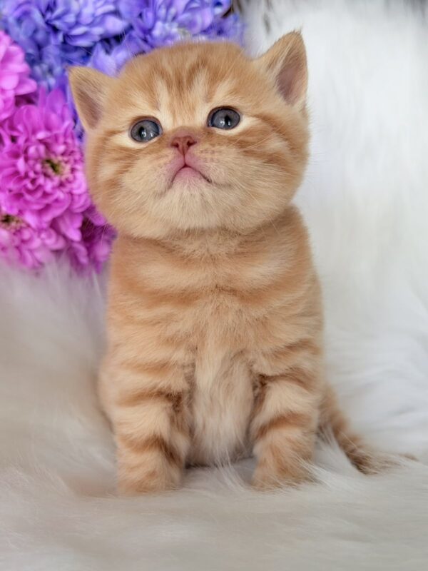 Enzo British Shorthair