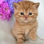 Enzo-male-British-Shorthair-cat-puppy-for-sale-1 (2)