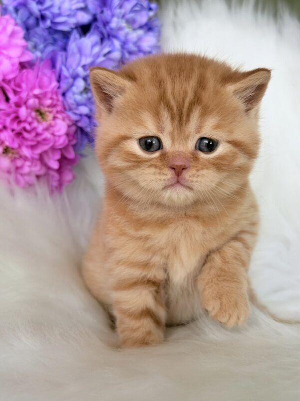 Enzo British Shorthair