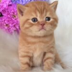 Enzo-male-British-Shorthair-cat-puppy-for-sale-1 (3)