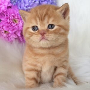 Enzo British Shorthair