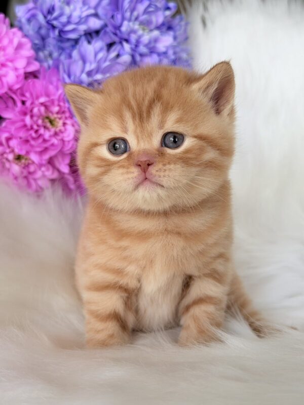 Enzo British Shorthair