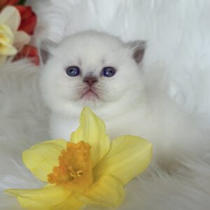 Evelyn British Shorthair