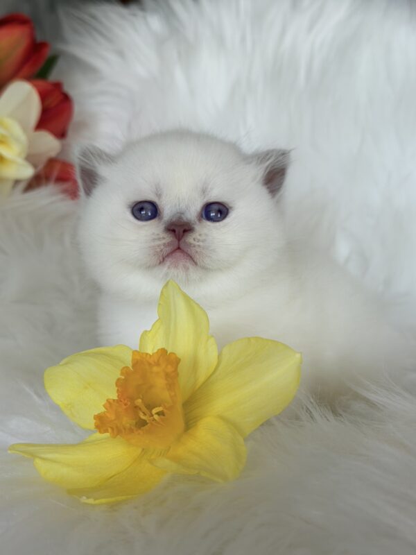 Evelyn British Shorthair