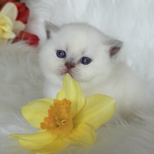 Evelyn British Shorthair
