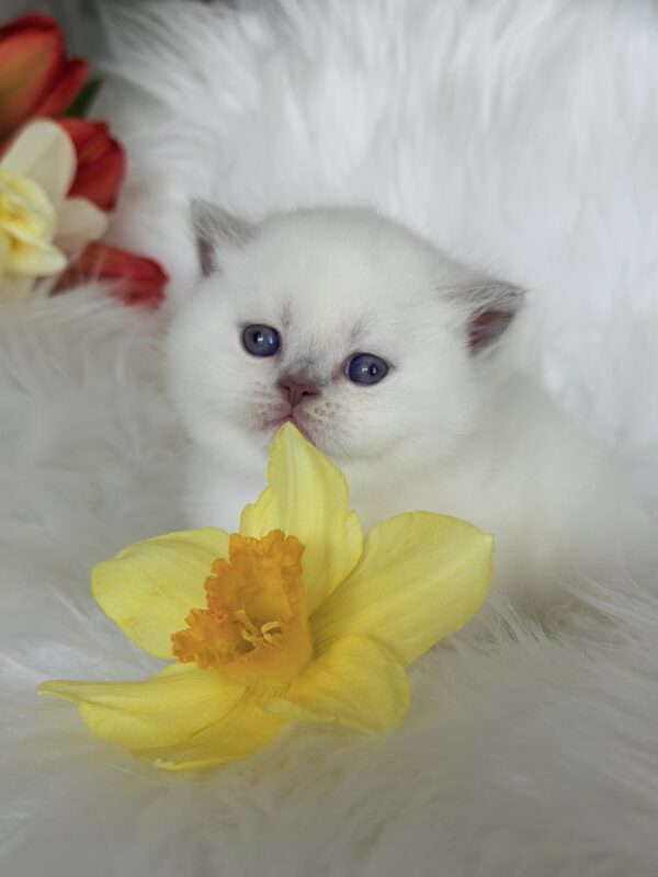 Evelyn British Shorthair