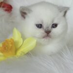 Evelyn-female-British-Shorthair-cat-puppy-for-sale-1 (3)