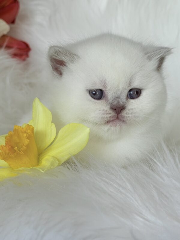 Evelyn British Shorthair