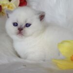 Evelyn-female-British-Shorthair-cat-puppy-for-sale-1 (4)