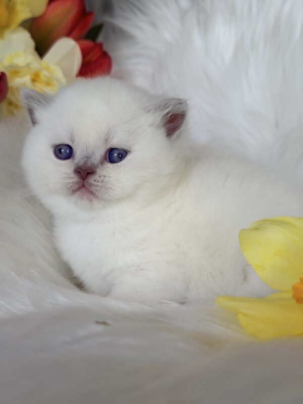 Evelyn British Shorthair
