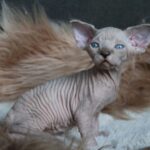 Kedmon-male-Sphynx-cat-puppy-for-sale-1 (1)