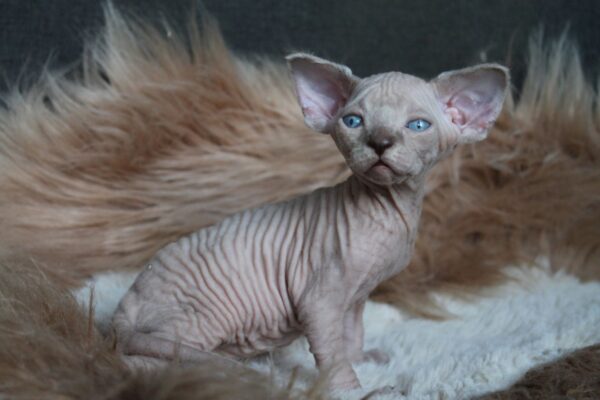 Kedmon British Shorthair