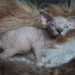 Kedmon-male-Sphynx-cat-puppy-for-sale-1 (2)