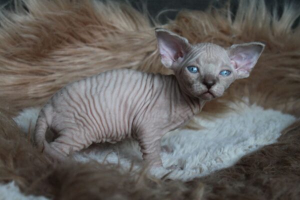 Kedmon British Shorthair