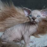 Queen British Shorthair