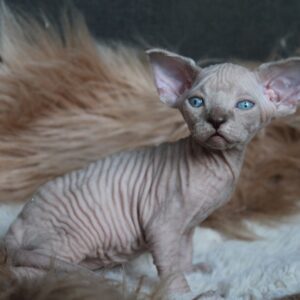 Kedmon British Shorthair