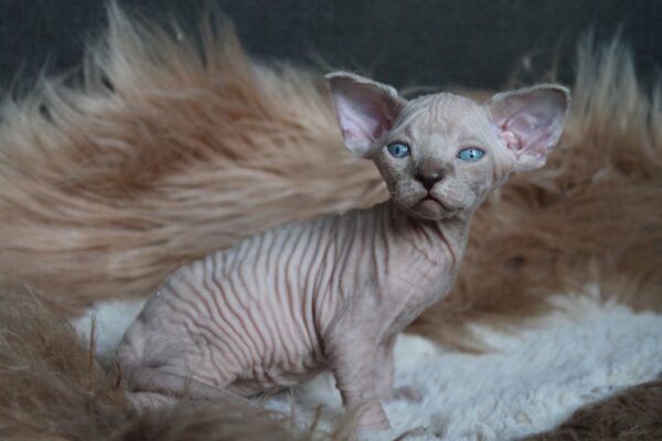 Kedmon British Shorthair