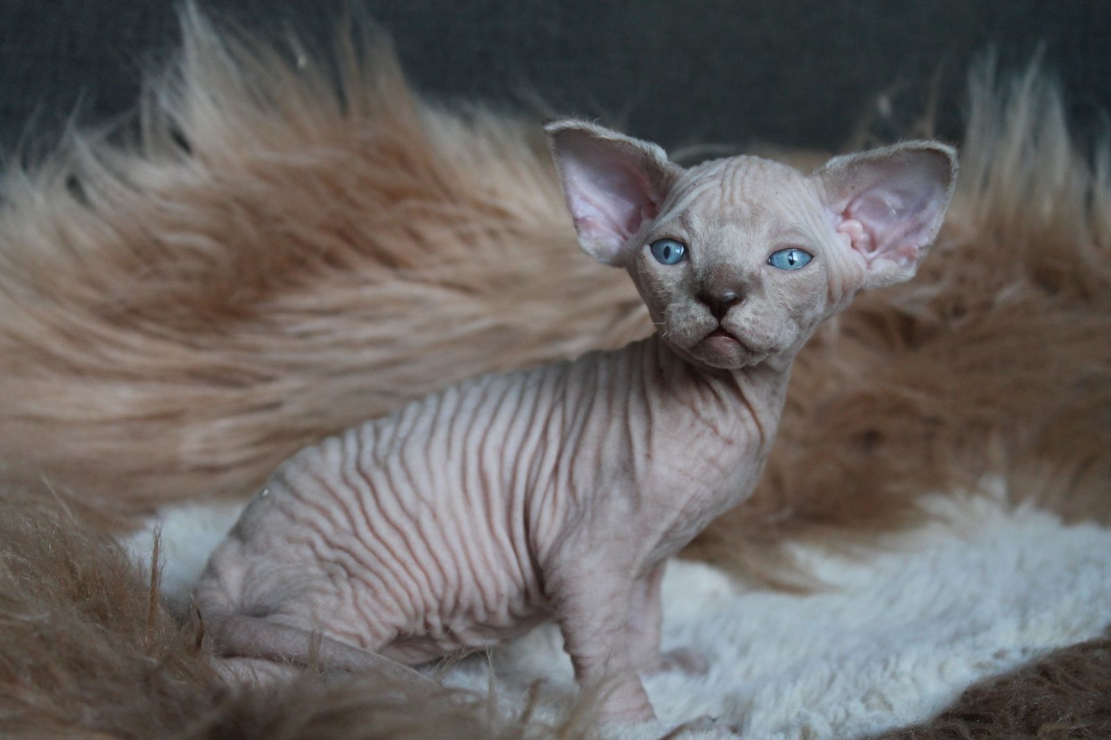 Kedmon Sphynx