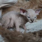Kedmon-male-Sphynx-cat-puppy-for-sale-1 (4)