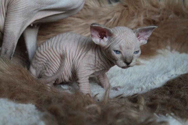Kedmon British Shorthair