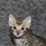 Naldo-male-bengal-cat-puppy-for-sale-1 (2)