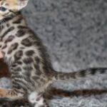 Naldo-male-bengal-cat-puppy-for-sale-1 (3)