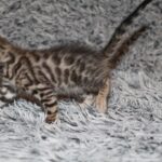 Navin-male-bengal-cat-puppy-for-sale-1 (1)