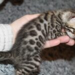 Navin-male-bengal-cat-puppy-for-sale-1 (3)
