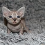 Orson-female-bDevon-Rex -cat-puppy-for-sale-1 (1)