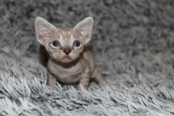 Orson Devon Rex