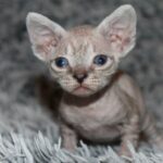 Orson-female-bDevon-Rex -cat-puppy-for-sale-1 (2)