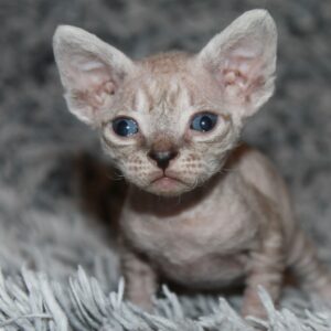 Orson Devon Rex