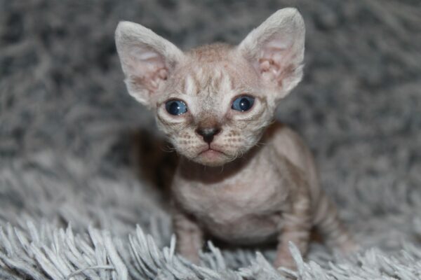 Orson Devon Rex