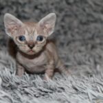 Orson-female-bDevon-Rex -cat-puppy-for-sale-1 (3)