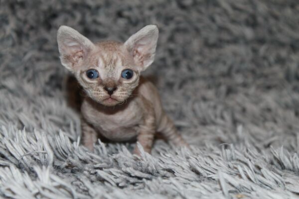 Orson Devon Rex