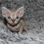 Orson-female-bDevon-Rex -cat-puppy-for-sale-1 (4)