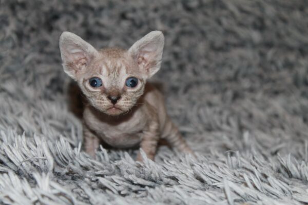 Orson Devon Rex