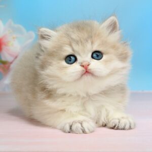 Pryanik British Longhair