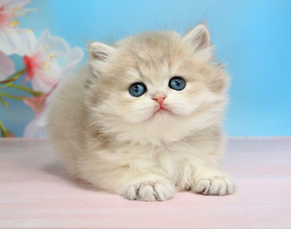 Pryanik British Longhair