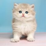 Pryanik-male-British-Longhair-cat-puppy-for-sale-1 (2)