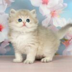 Pryanik-male-British-Longhair-cat-puppy-for-sale-1 (3)
