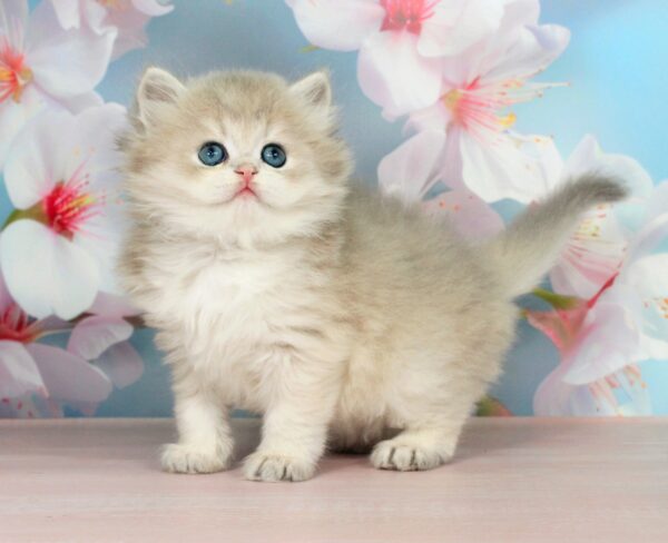 Pryanik British Longhair