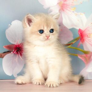 Queen British Shorthair