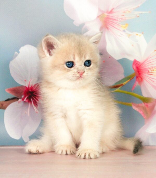 Queen British Shorthair