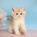 Quest British Shorthair