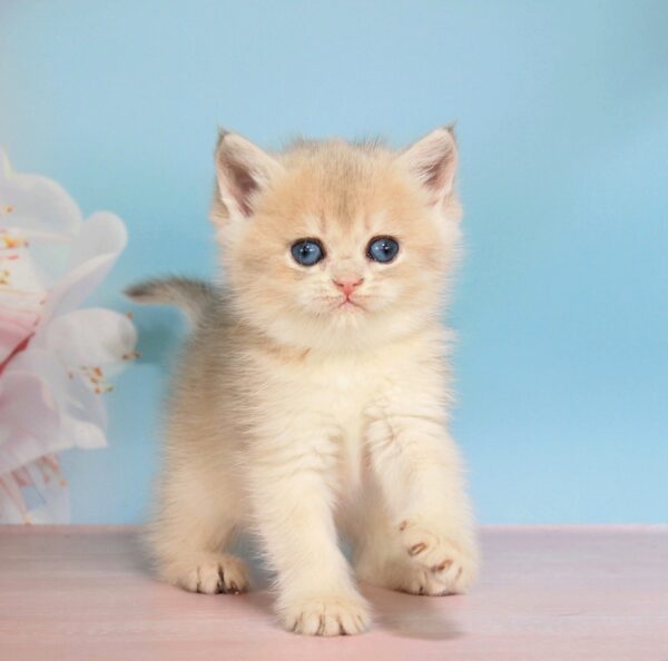 Queen British Shorthair