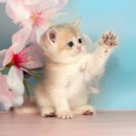 Queen-female-British-Shorthair-cat-puppy-for-sale-1 (3)