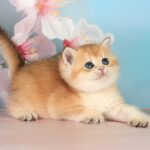 Quentin-male-British-Shorthair-cat-puppy-for-sale-1 (1)